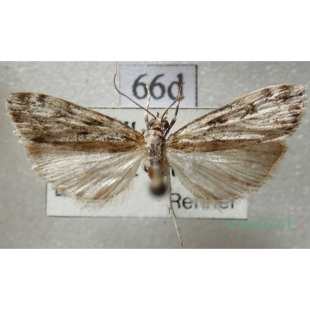 Eudonia truncicolella (Stainton, 1849) Mietliczka borowa Czech66d